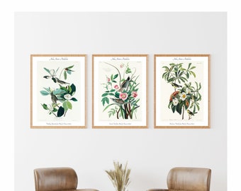 Audubon Birds of America, lot de 3 impressions d'art, poster animal