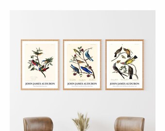 Set di 3 stampe di uccelli Audubon: Birds of America Vintage Art