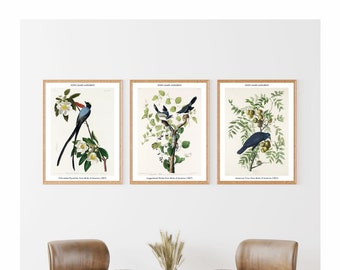Reproductions d'art Audubon Birds of America : lot de 3 affiches d'animaux