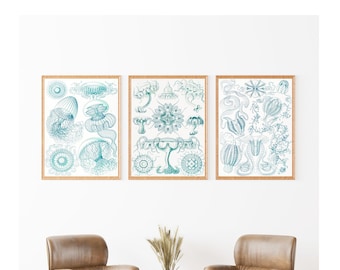 Ernst Haeckel Sea Life Prints: Vintage Jellyfish, Scientific Art (Set of 3)