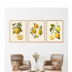 Vintage Fruit Set of 3 Prints, Botanical Prints, Fruit Prints, Botanical Wall Art, Vintage Lemon Print, Citrus Print, Kitchen Wall Art