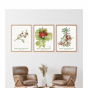 Flower Prints Set of 3 - Mary Vaux Walcott Poster, Vintage Flower Print, Floral Decor, Botanical Print, Red Berries,Red Flower,Kitchen Decor