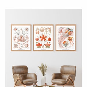 Ernst Haeckel Prints Set of 3, Sea Life, Vintage Animal Print, Jellyfish Poster, Starfish Print, Ernst Haeckel Poster, Scientific Print