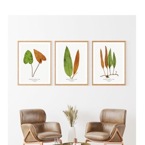 May include: Three framed botanical prints with illustrations of green and brown leaves. The prints are hung on a white wall above two brown leather armchairs and a wooden coffee table.