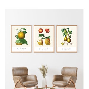 Set di 3 stampe di frutta - Stampa vintage di arance, poster di pere, stampa di pompelmi, stampe di frutta tropicale, arte di frutta, frutta colorata, arte murale per la cucina