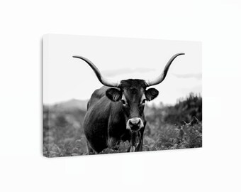 Cachena Cattle Canvas Art, Cachena Cattle Prints, Cattle Canvas, Farm Animal Print, Black and White, Animal Wall Art, Farmhouse Decor