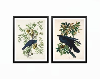 Conjunto de láminas de cuervos y grajos de Audubon: arte mural vintage de aves