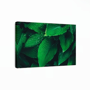 Green Leaves Canvas Art, Leaves Wall Art, Nature Print, Plantain Leaf, Nature Wall Art, Leaves Wall Decor, Modern Home Decor, Ready To Hang!