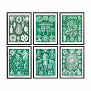 Ernst Haeckel Prints Set of 6 - Marine Life, Nautical Wall Art, Sea Sponge, Nautical Decor, Haeckel Print, JellyFish, Sea Plant, Fish Print