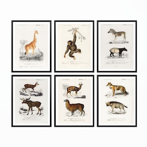 Vintage Animal Prints Set of 6, Animal Poster, Safari Nursery Art, Animal Wall Art, Monkey Print, Giraffe Poster, Animal Print, Moose Print