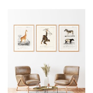 Conjunto de 3 estampas vintage de animais de safári: arte de parede para berçário, estampa de macaco, pôster de girafa