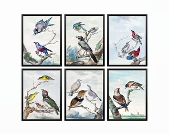 Juego de 6 láminas vintage de aves de Schouman: arte mural restaurado, póster de animales