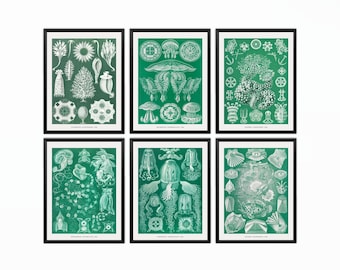 Ernst Haeckel Marine Life Prints: Nautical Wall Art Set of 6