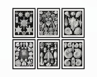 Ernst Haeckel Sea Life Prints: Coastal Nautical Wall Art Set of 6