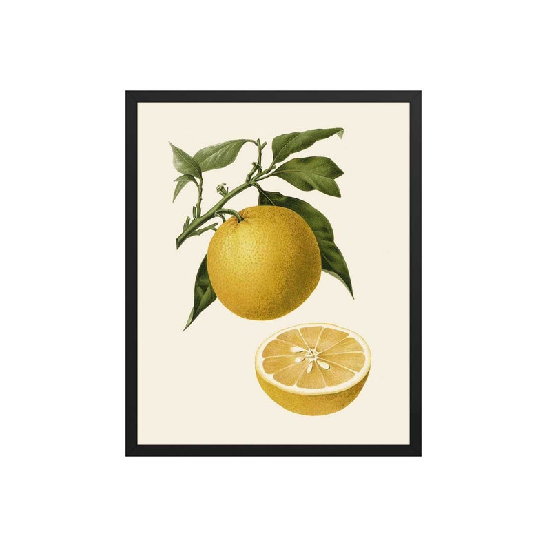 Vintage Citrus Print Botanical Prints Vintage Fruit - Etsy