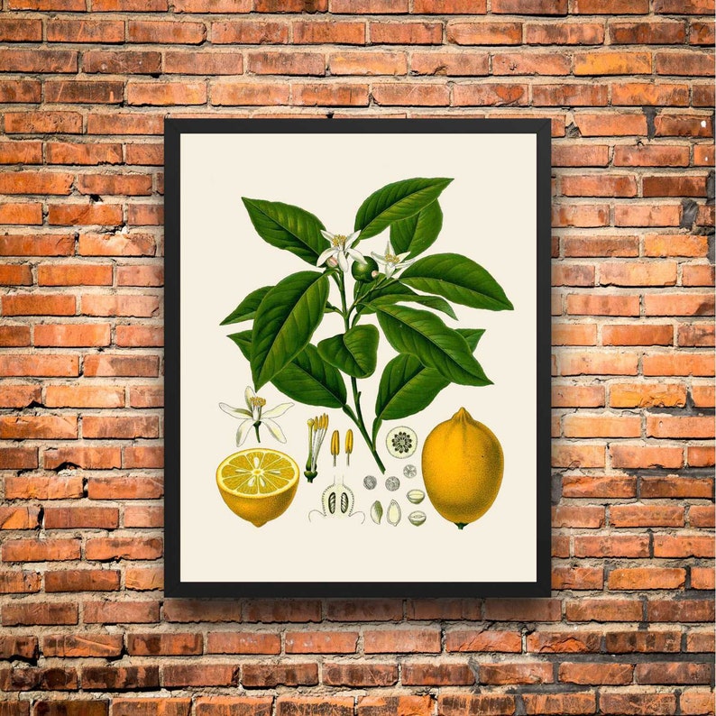 Vintage Lemon Botanical Print: Kitchen Wall Art - Etsy
