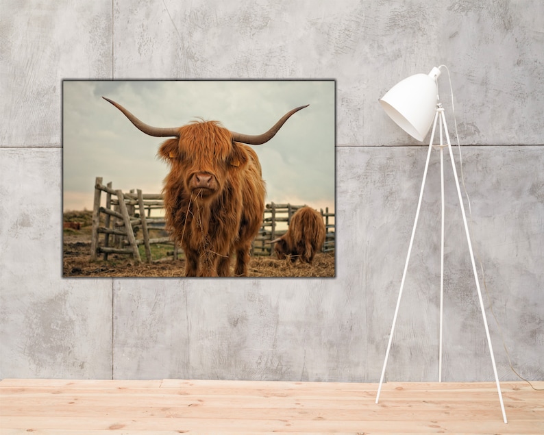 Highland Cow Wall Art Highland Cow Canvas Wall Art Canvas Etsy