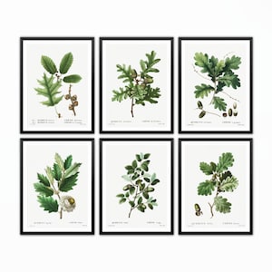 Set di 6 stampe botaniche con foglie di quercia, poster botanico con foglie di quercia, arte murale in quercia, stampe in quercia, arte murale botanica, arte murale per la casa, regali di inaugurazione della casa