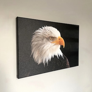 Eagle Canvas Print | Eagle Wall Art, Eagle Decor, Eagle Art, Eagle Print, Bird Wall Decor, Animal Decor, Exotic Bird Art, Wildlife Art