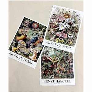 Ernst Haeckel Botanical Print Set of 3 Poster,Sea Creatures,Botanical Art,Flower Wall Art,Sea Anemones Print,Nautical Decor,Ocean Wall Art