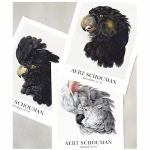 Parrot Prints Set of 3, Aert Schouman Vintage Wall Art, Animal Poster