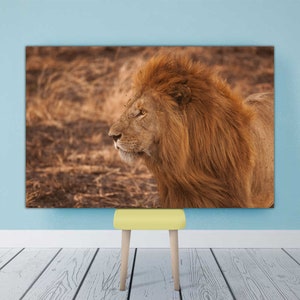 Lion Canvas Art | Lion Wall Art, Lion Wall Decor, Animal Decor, Wild Animal Print, Modern Framed Canvas Art, Lion Lover Wall Poster Framed