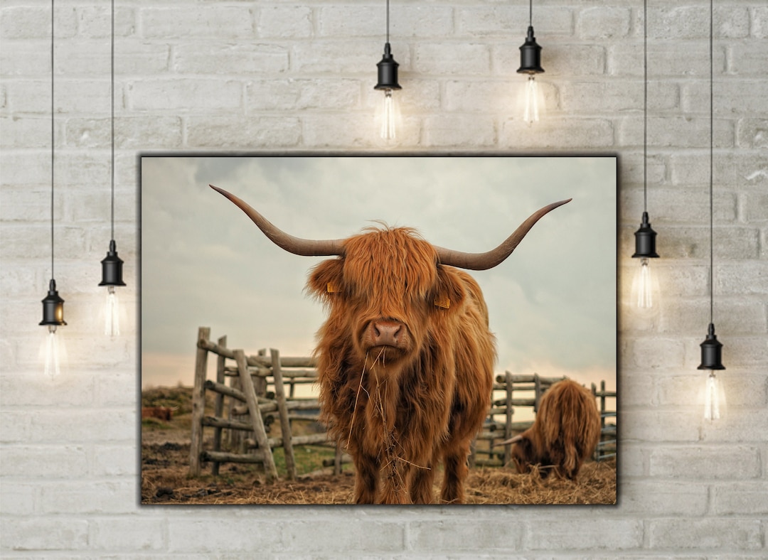 Highland Cow Wall Art Highland Cow Canvas Wall Art, Canvas Art