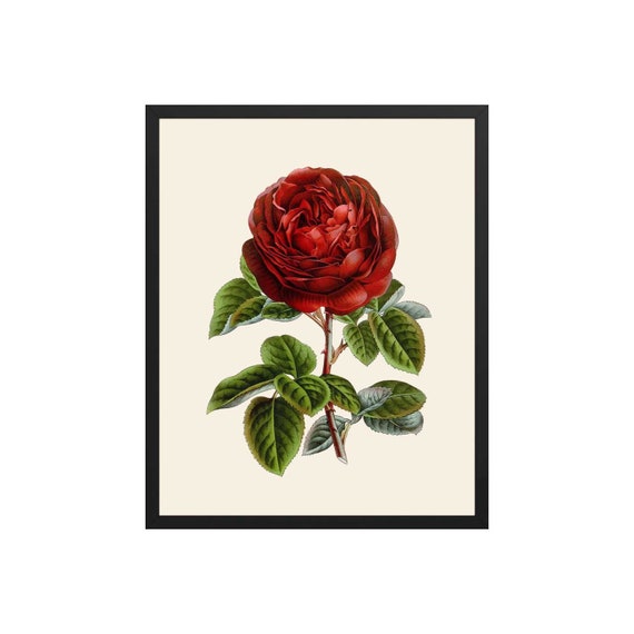 Rote Rose Print Botanischer Druck, Rote Blume Druck, Botanische Wandkunst,  Küche Druck, Rosen Wand dekor, Küche Wandkunst, Bauernhaus Kunst - Etsy  Österreich