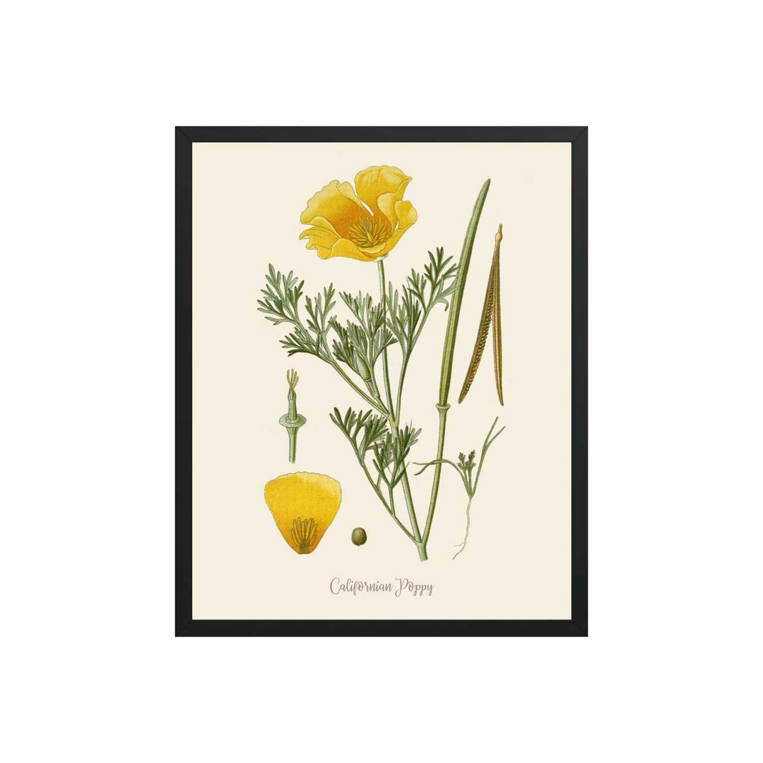 California Poppy Print: Botanical Kitchen Wall Art - Etsy