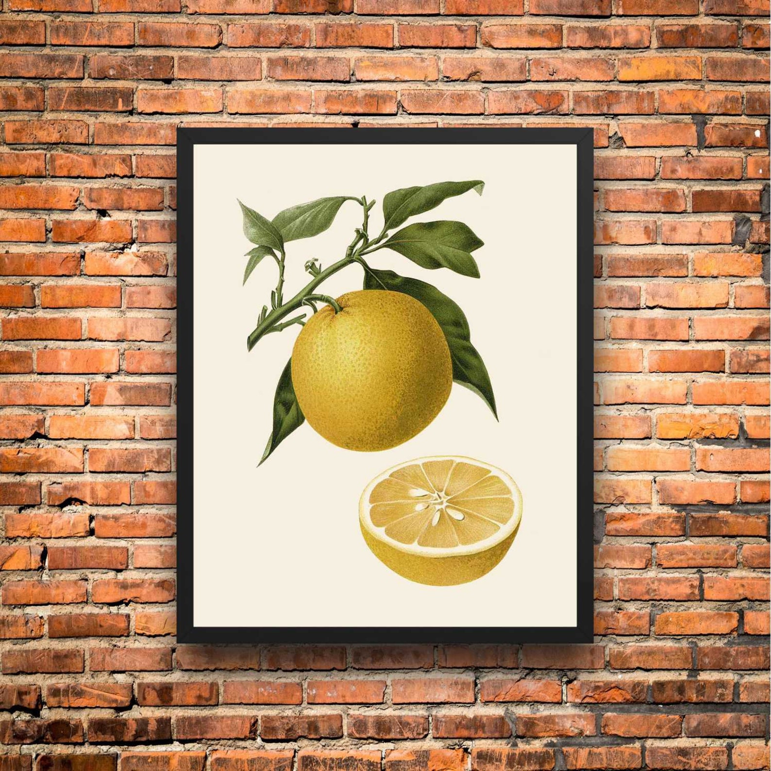 Vintage Citrus Print Botanical Prints Vintage Fruit Etsy