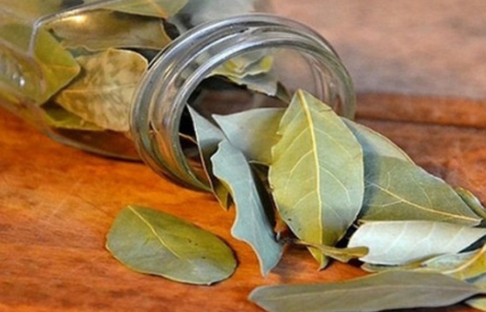 Лавровый лист оливковое масло. 571 На Лавровым листе. Масло лаврового листа. Лавровый лист от остеохондроза.