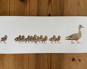 Baby Steps - Limited Edition Panoramic Duck and Ducklings Print:  Countryside Art Wildlife Farm Farmyard Farmhouse