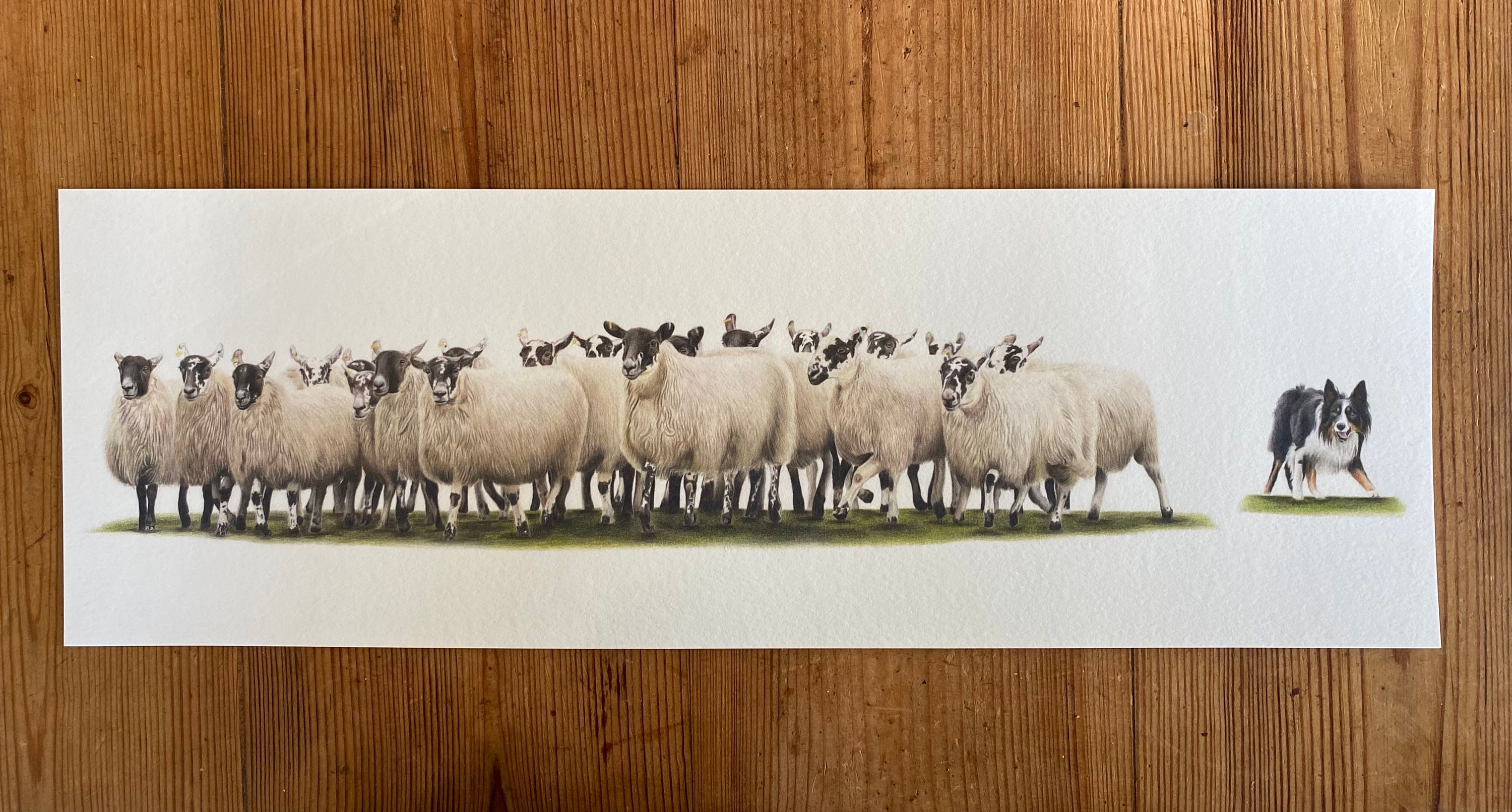 Come-Bye - Limited Edition Giclee Panoramic Sheep Print: Animal Drawing Countryside Art Farm Farmyard Farmhouse Decor Sheepdog Collie Ewes