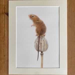 Poppies and Whiskers - Limited Edition Giclée Harvest Mouse Print: Countryside Drawing Wildlife Nature Farmhouse Decor Farmyard Mice