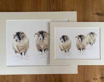Swaledale Snowfall - Stampa Giclée di pecore in edizione limitata: montoni Swaledales Tups Snow Yorkshire Lake District Cumbria Farming Farmhouse Decor