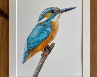 King of the River - Limited Edition Giclée Kingfisher Print: Countryside Drawing Farm Farmyard Farmhouse Nature England Bird Decoration