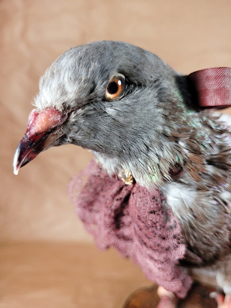 Taxidermy store carrier pigeon