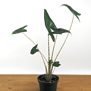 Alocasia Zebrina 4 inch or 6 inch pot