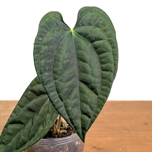 Anthurium Crystallinum X Magnificum X Luxurian - Etsy