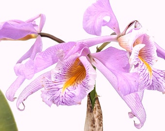 Cattleya Maxima "Yellow Lip" x "2326" - Rare Orchid - USA Seller - 4 Inch Pot