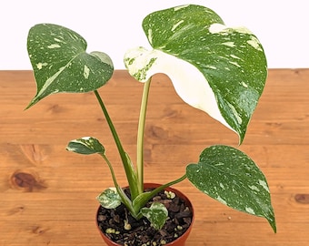 Thai Constellation Monstera 4 inch pot Approximately 8-12" tall