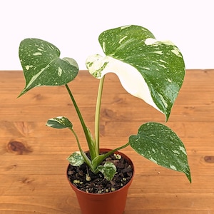 Thai Constellation Monstera 4 inch pot Approximately 8-12" tall