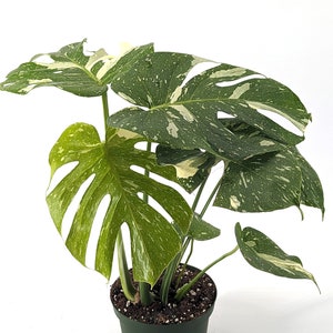 Monstera Thai Constellation - 4 inch, 6 inch, 8 inch Pots Live Tropical Aroid Plant - Perfect Houseplant Gift