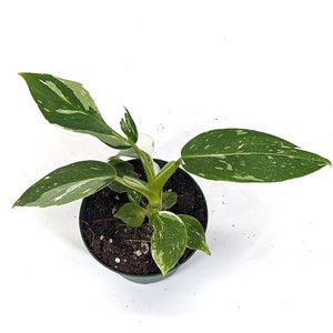 Philodendron White Wizard 3 inch or 4 inch pot - FREE Shipping Eligible