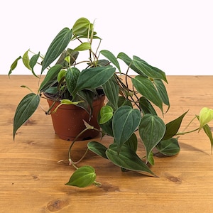 Philodendron Micans live plant by PLANTAMANI