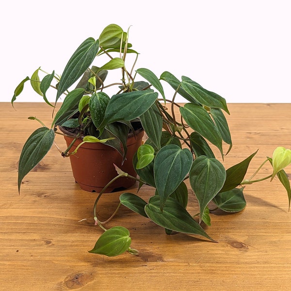 Philodendron Micans - FREE Shipping Eligible