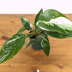 Philodendron White Princess - 3 Inch Pot