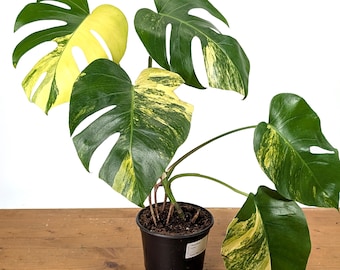 Monstera Yellow Marilyn / Monstera deliciosa 'Yellow Marilyn'