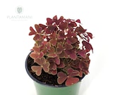 Ebony Allure Oxalis Traingularis - Purple Shamrocks- Lucky Plants - Love Plants - Air Purifying Houseplant 4 inch pot- By PLANTAMANI