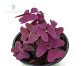 Oxalis Traingularis - Purple Shamrocks- Lucky Plants - Love Plants - Air Purifying Houseplant 4 inch pot- By PLANTAMANI